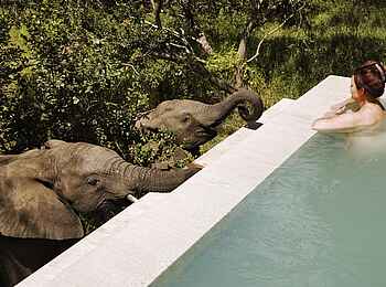 Royal Malewane: Elefanten am Pool