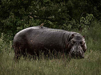 Sable Alley Camp: Hippo