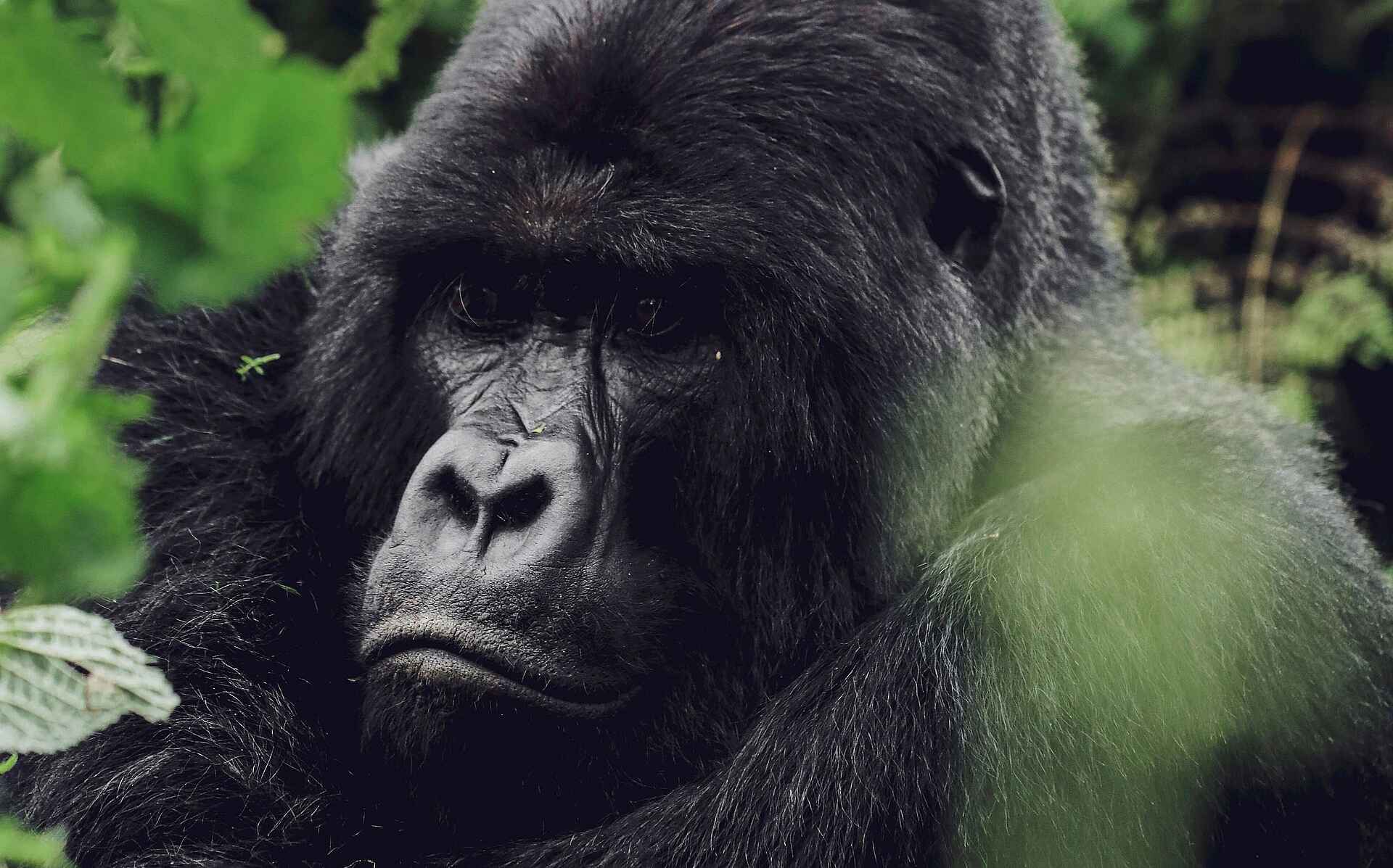 Sambora Kinigi Lodge: Gorilla Sambora Kinigi Lodge: Gorilla