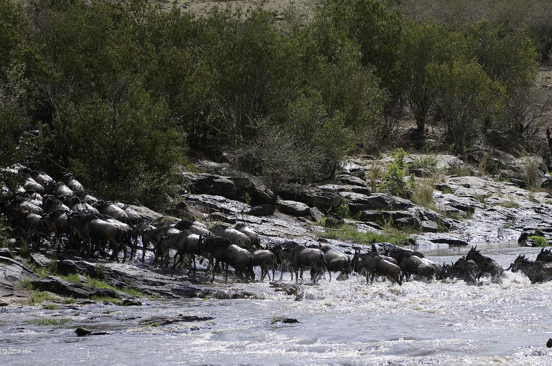 The Sambuk Suite at Mara Nyika Camp: Eine Flussüberquerung