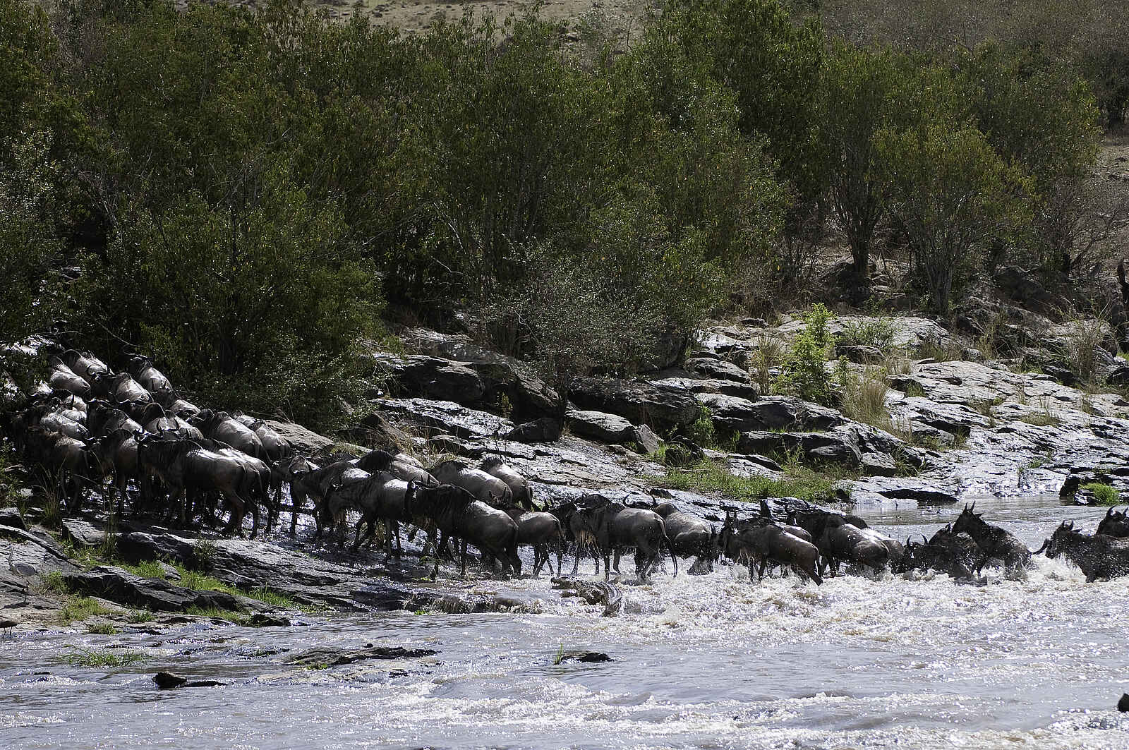 The Sambuk Suite at Mara Nyika Camp: Eine Flussüberquerung The Sambuk Suite at Mara Nyika Camp: Eine Flussüberquerung