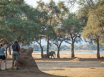Chikwenya Camp: Elefantenbegegnung auf Walking Safari