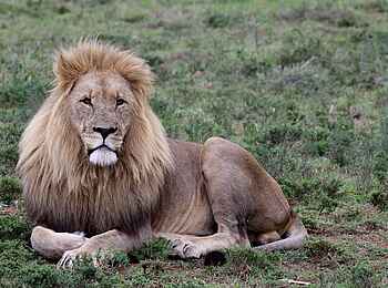 Founders Lodge by Mantis: Löwe Founders Lodge by Mantis: Löwe