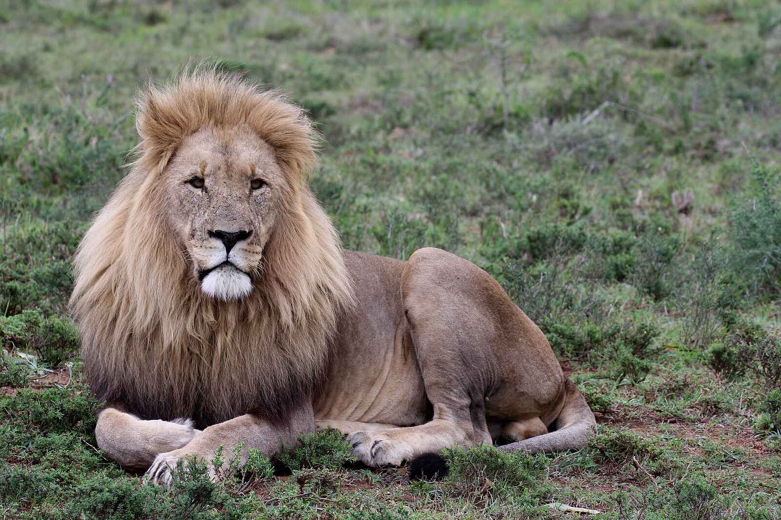 Founders Lodge by Mantis: Löwe Founders Lodge by Mantis: Löwe