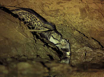 Kavinga Safari Camp: Zibetkatze Kavinga Safari Camp: Zibetkatze