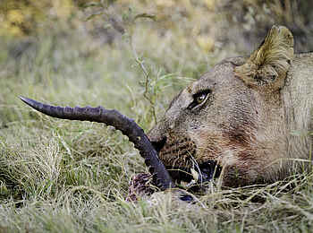 Mombo Camp: Fressende Löwin Mombo Camp: Fressende Löwin