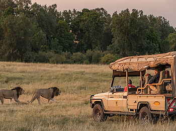 Porini Lion Camp: Löwen auf dem Game Drive Porini Lion Camp: Löwen auf dem Game Drive