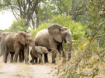 Singita Ebony Lodge: Elephanten auf dem Marsch Singita Ebony Lodge: Elephanten auf dem Marsch