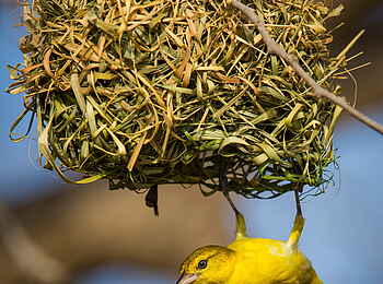 Time + Tide Mchenja: Weber beim Nestbau