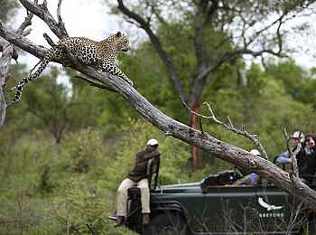 &Beyond Kirkman's Camp: Leopard beim Game Drive &Beyond Kirkman's Camp: Leopard beim Game Drive