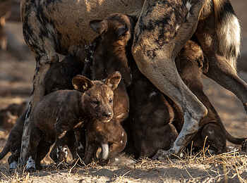 Chitabe Camp: Ein Wildhund mit Welpen
