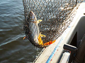 Chobe Princess: Fang des Tages Chobe Princess: Fang des Tages