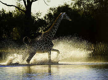 Duma Tau Camp: Giraffe Duma Tau Camp: Giraffe