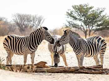 Evolve Back Gham Dhao Lodge: Zebras