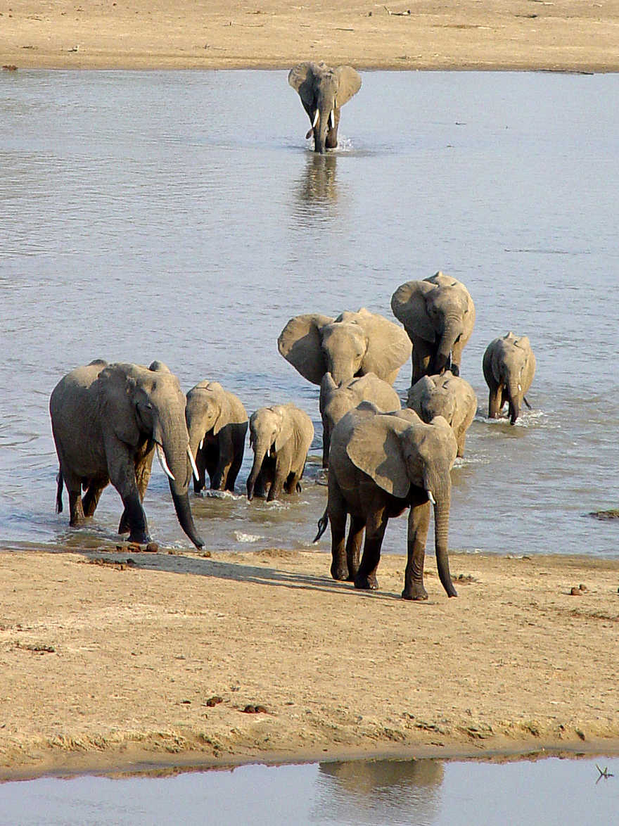 Kaingo Elephant Hide: Sandbank im Fluss Kaingo Elephant Hide: Sandbank im Fluss