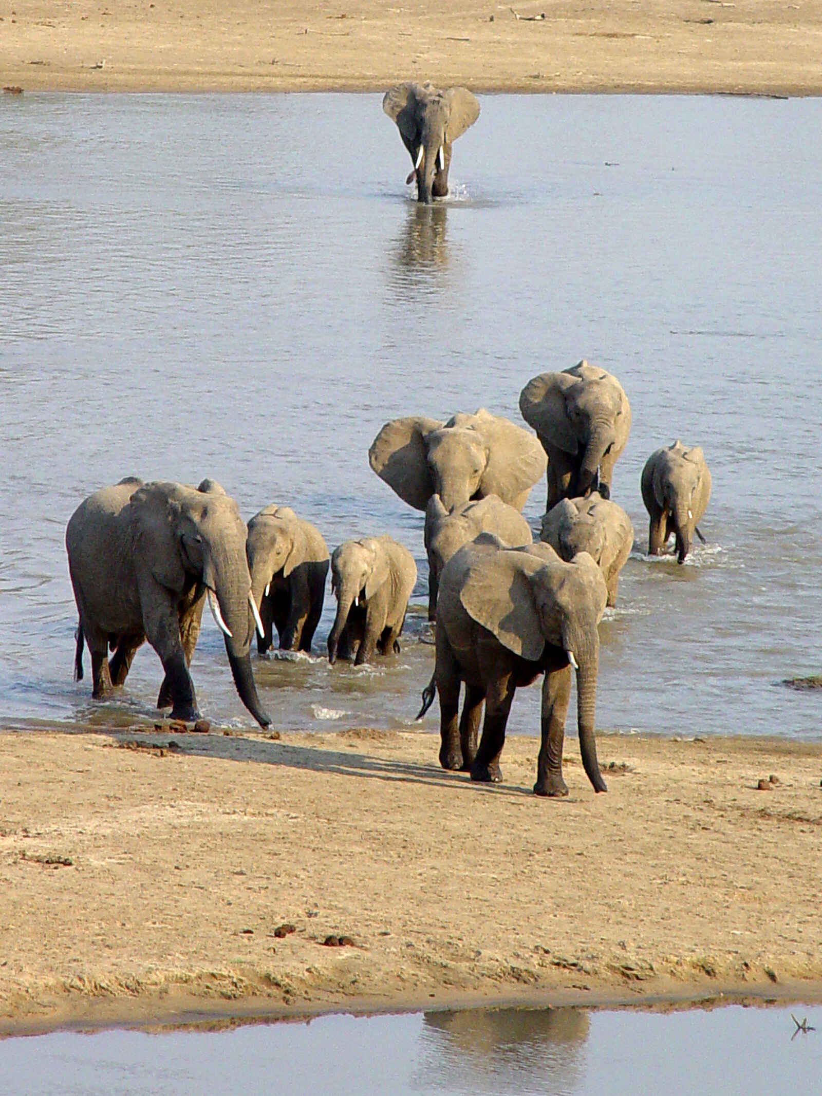 Kaingo Elephant Hide: Sandbank im Fluss Kaingo Elephant Hide: Sandbank im Fluss