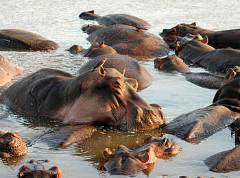 Kaingo Camp: Viele Nilpferde im Wasser