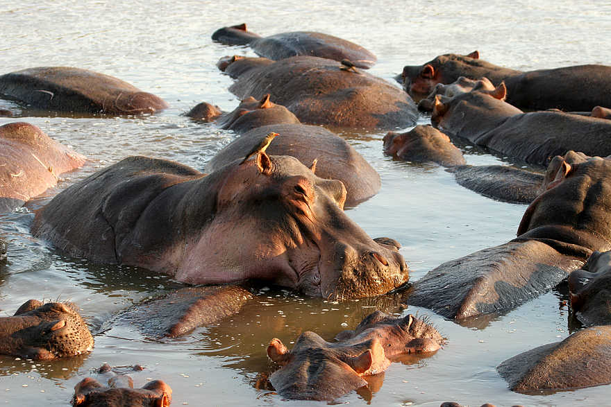 Kaingo Camp: Viele Nilpferde im Wasser Kaingo Camp: Viele Nilpferde im Wasser