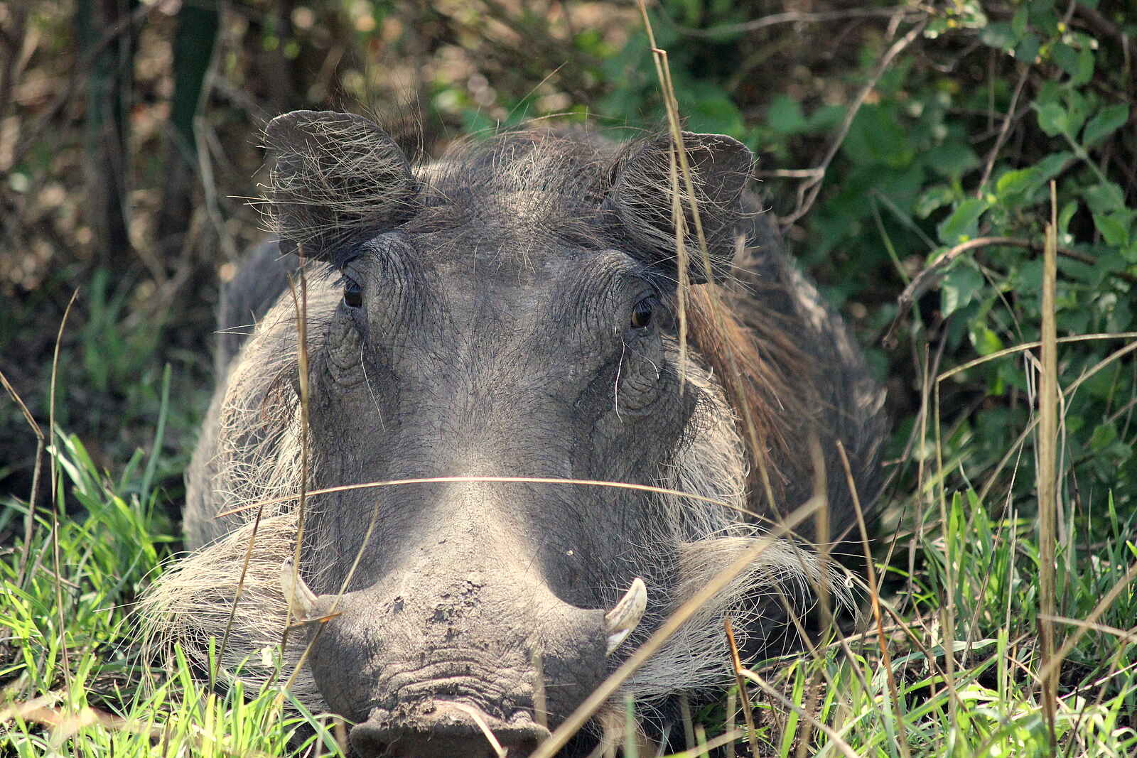 Kasenyi Safari Camp: Warzenschwein Kasenyi Safari Camp: Warzenschwein