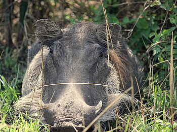 Kasenyi Safari Camp: Warzenschwein