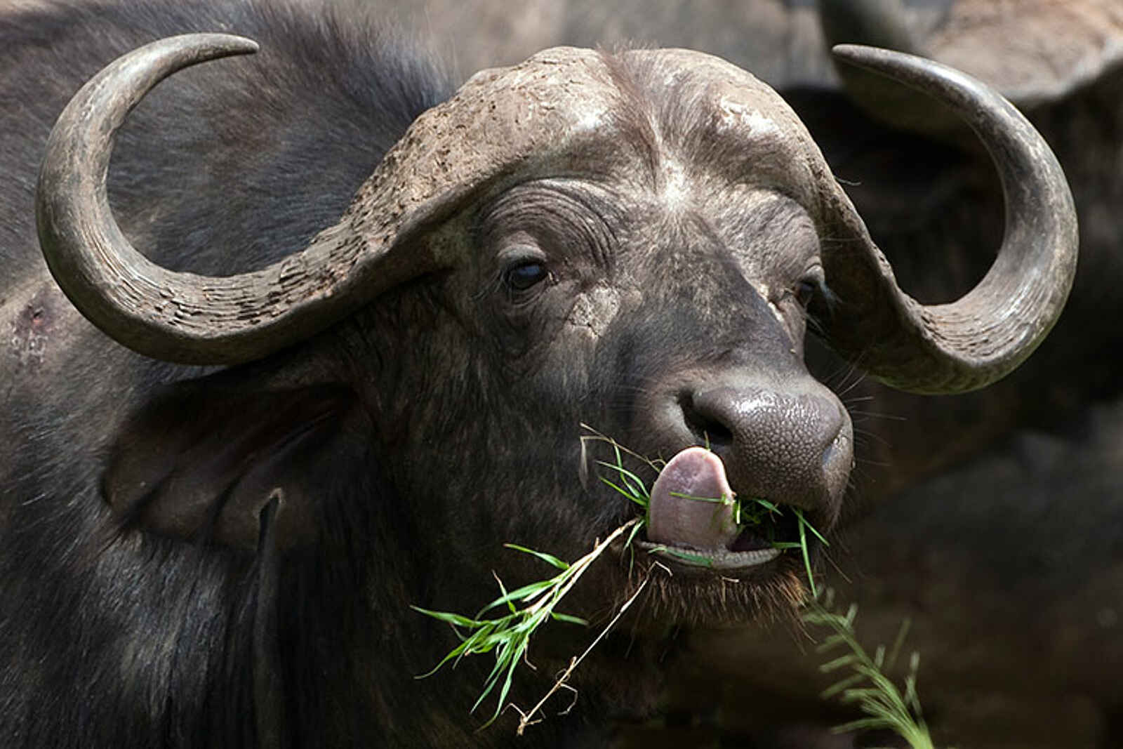 Kiota Camp: Büffel Kiota Camp: Büffel