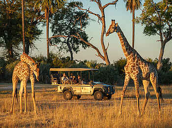 Kwetsani Camp: Giraffen beobachten während Pirschfahrt