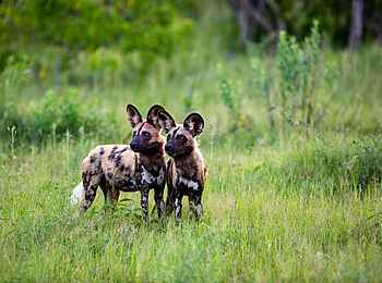 Little Sable Camp: Zwei Wildhunde Little Sable Camp: Zwei Wildhunde