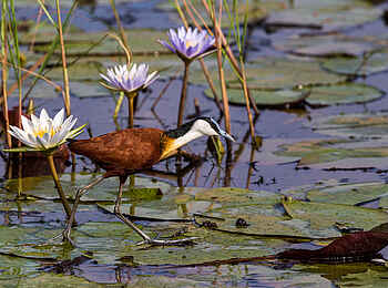 Little Tubu: African Jacana Little Tubu: African Jacana