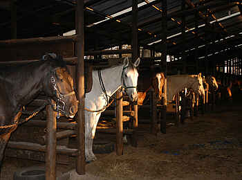 Macatoo Camp: Pferdestall
