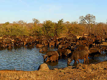 Motswari Game Lodge: Büffelherde