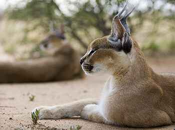 Okonjima Plains Camp: Karakal im Profil Okonjima Plains Camp: Karakal im Profil