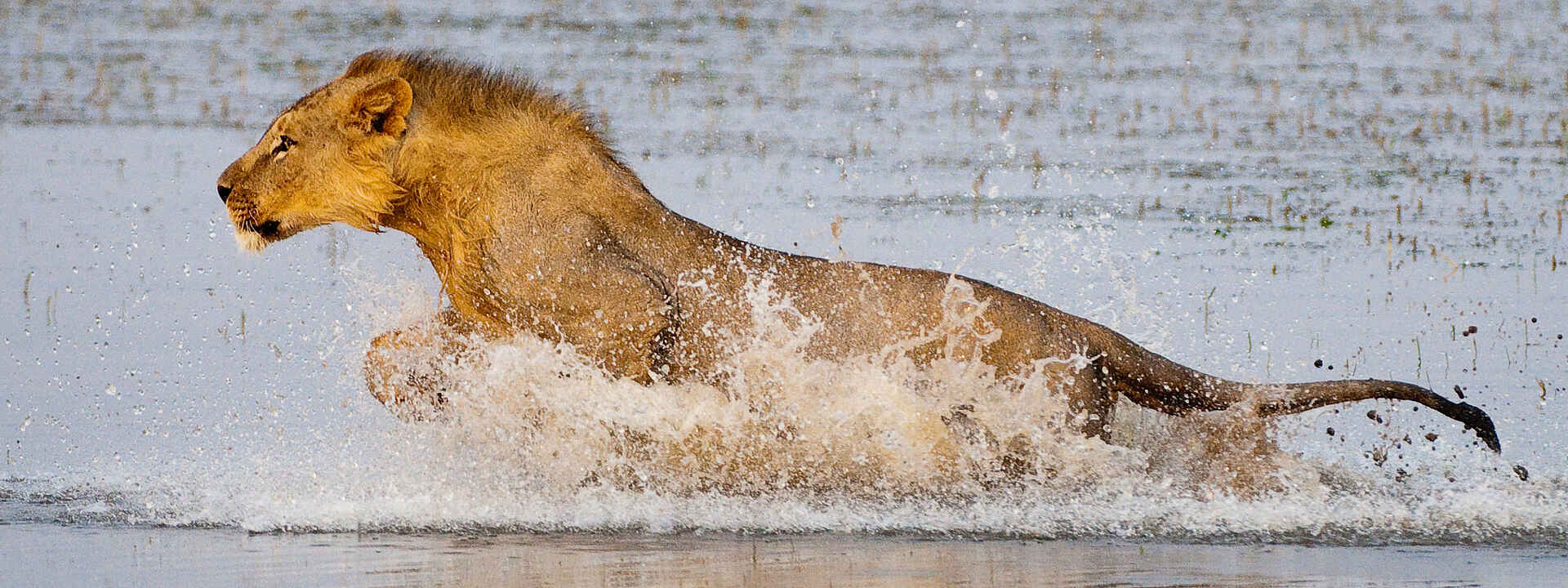 Eine Löwin im Wasser