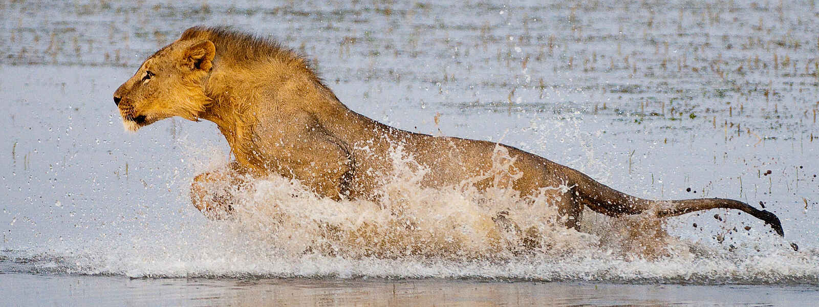 Ol Donyo Lodge: Löwin Ol Donyo Lodge: Löwin