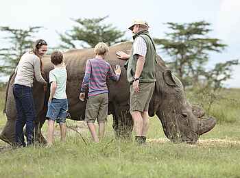 Ol Pejeta Bush Camp: Streicheln eines Nashorns Ol Pejeta Bush Camp: Streicheln eines Nashorns
