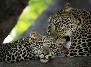 Robin Pope Safaris: Leopardenmutter mit Jungem