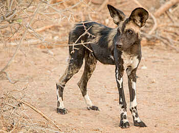 Sasaab Camp: Wildhund Sasaab Camp: Wildhund