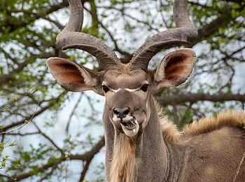 Simbavati Waterside Lodge: Kudu