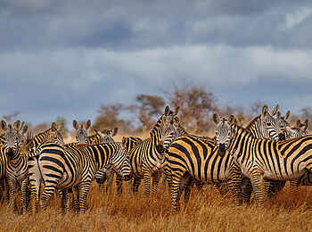 Soroi Leopards Lair Cottages: Zebraherde 