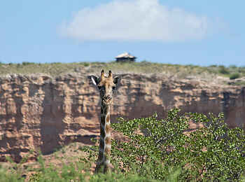 Vingerklip Lodge: Eine Giraffe vor dem Heaven's Gate