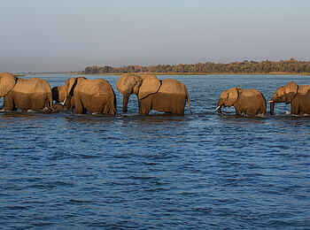 Zanji Suite at Tembo Plains Camp: Elefanten im Wasser Zanji Suite at Tembo Plains Camp: Elefanten im Wasser
