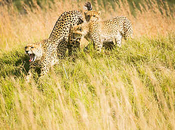 Bushman Plains Camp: Gepard Bushman Plains Camp: Gepard