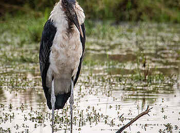 Entim Masai Mara: Marabu