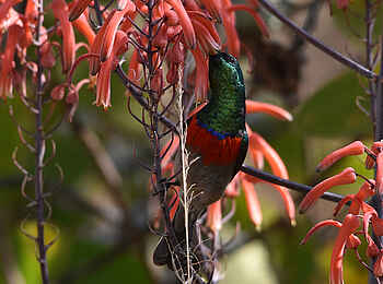 Frog and Fern Cottages: Miombo Double-collared Sunbird Frog and Fern Cottages: Miombo Double-collared Sunbird