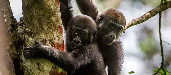 4 Cs, Bai, Bais, Beobachtung, Büffel, Congo, Flachlandgorilla, Gorilla, Gorilla Tracking, Gorillabeobachtung, Gorillas, Kongo, Lango, Lango Camp, Long Run Destination, Ngaga, Ngaga Camp, Ngaga Stream, Odzala, Odzala Camps, Odzala-Kokoua National Park, Odzala-Kokoua Nationalpark, Ökologie, Republic of Congo, Republik Kongo, Safari, Tracking, Versteck, Waldbüffel, Western Lowland Gorilla, Westlicher Flachlandgorilla, Wilderness Safaris, afrikarma, afrikarma.de