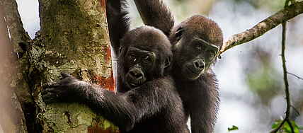 4 Cs, Bai, Bais, Beobachtung, Büffel, Congo, Flachlandgorilla, Gorilla, Gorilla Tracking, Gorillabeobachtung, Gorillas, Kongo, Lango, Lango Camp, Long Run Destination, Ngaga, Ngaga Camp, Ngaga Stream, Odzala, Odzala Camps, Odzala-Kokoua National Park, Odzala-Kokoua Nationalpark, Ökologie, Republic of Congo, Republik Kongo, Safari, Tracking, Versteck, Waldbüffel, Western Lowland Gorilla, Westlicher Flachlandgorilla, Wilderness Safaris, afrikarma, afrikarma.de