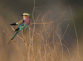 Little Vundu Camp: Gabelracke Little Vundu Camp: Gabelracke