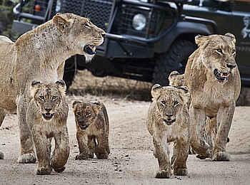 Londolozi Varty Camp: A Pride of Lions