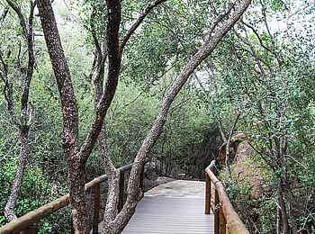 Madikwe Hills Private Game Lodge: Pfad zu den Unterkünften