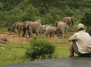 Makweti Safari Lodge: Elefantenparade vor der Lounge