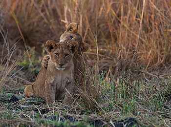 Ntemwa Busanga Bushcamp: Junge Löwen